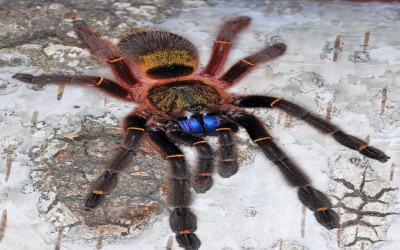 Ephebopus Cyanognathus Sling Tarantula / Blue fang tarantula